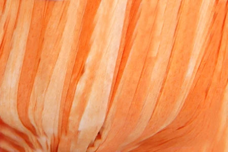 Fibra Natura Raffia